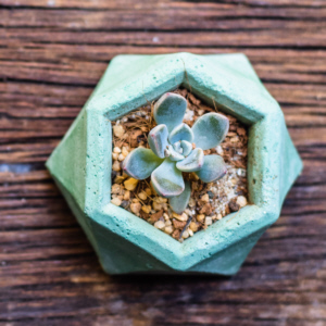 Plant Succulent Gift Ideas