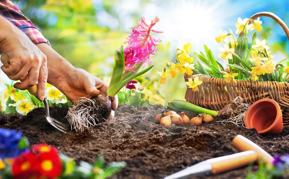 Planting In Spring